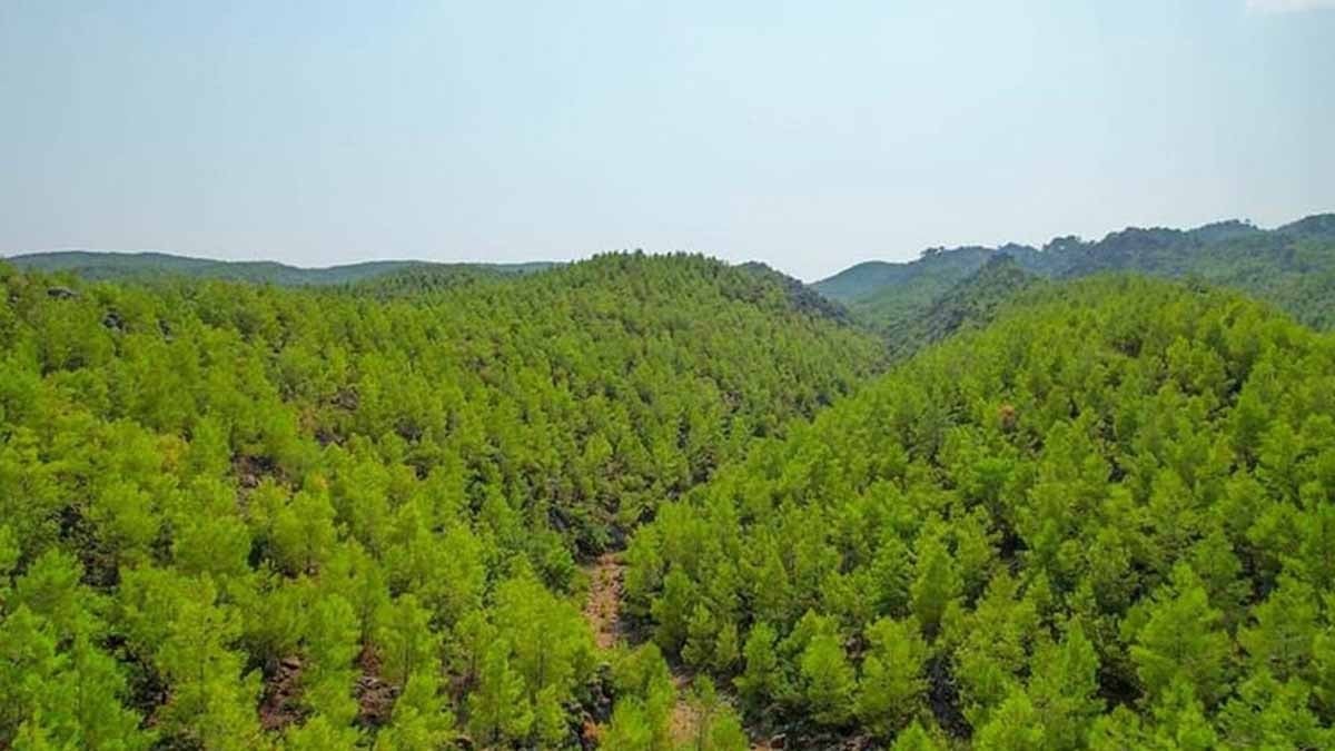 10 yıl sonra bu manzara burada olmayacak: Ağaçlar yürümeye başladı