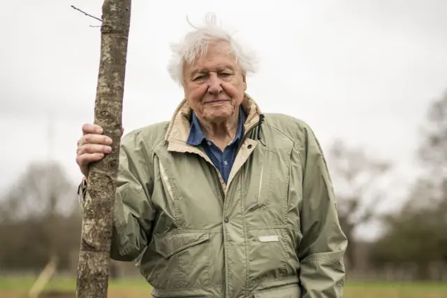 Dünyaya doğayı öğreten adam, David Attenborough 100. yaşını kutluyor