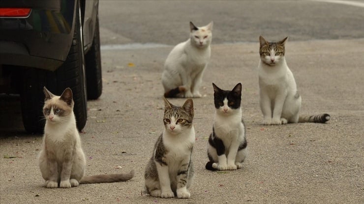 33 kedi ölü bulunmuştu: Veteriner hekim bu kez tutuklandı