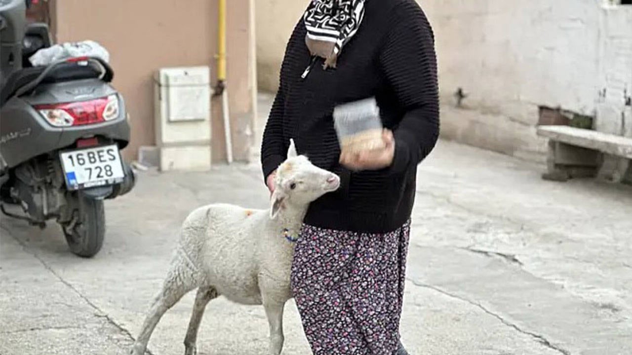 Altı aylık kuzu az kalsın ‘firari’ sayılıp kurban ediliyordu