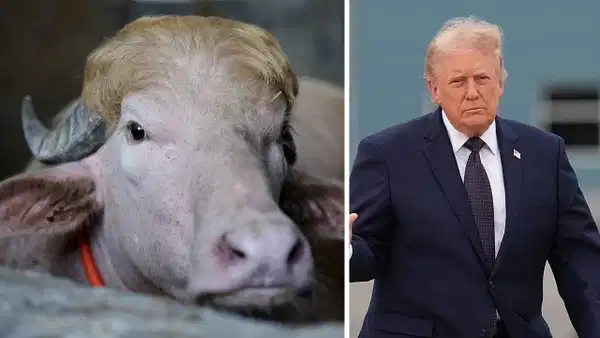 Sarı kakülü hayatını kurtardı: ‘Donald Trump’ lakaplı manda kesilmekten son anda kurtuldu
