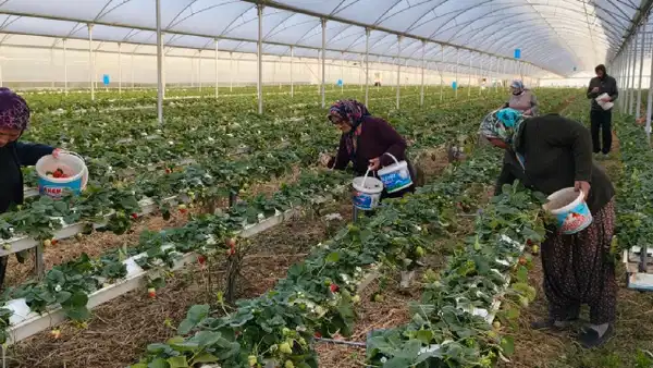 Yapay zekaya sordu, hasadı dört mevsime çıkardı