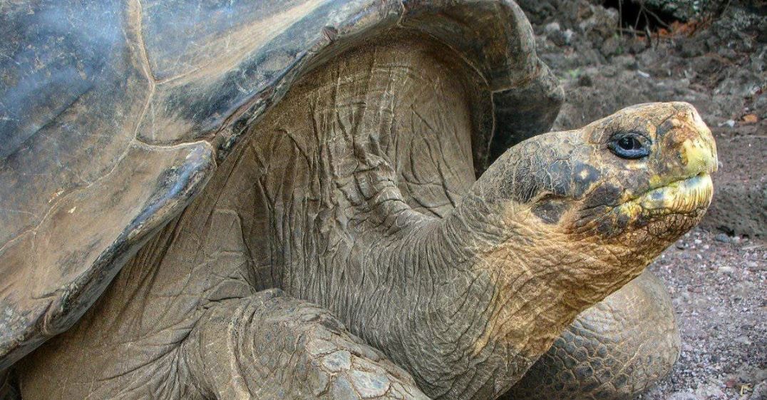 Nesli iki kez tükenmişti: Kaplumbağa ‘Yalnız George’ yalnız olmayabilir mi…