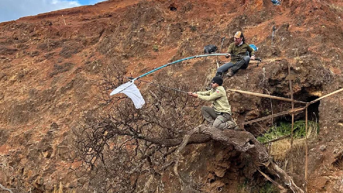 Robinson Crusoe ağacı: Dünyadaki tek örneğin başında 24 saat nöbet var