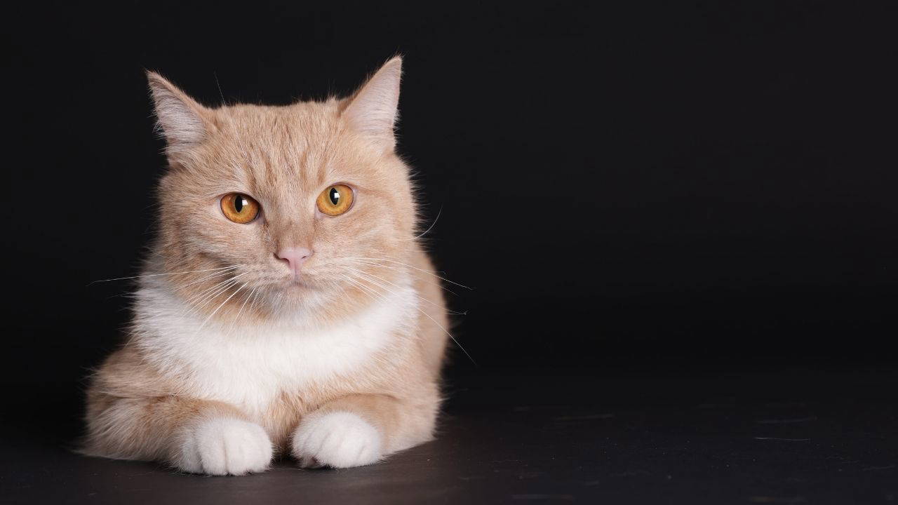 Kedilerle iletişimin şifresi çözüldü: ‘Kedi gibi’ gülümseyin!