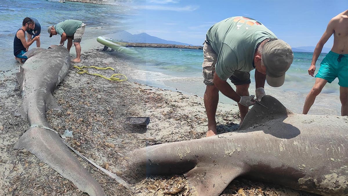 Kuşadası’nda dev bir köpek balığı karaya vurdu