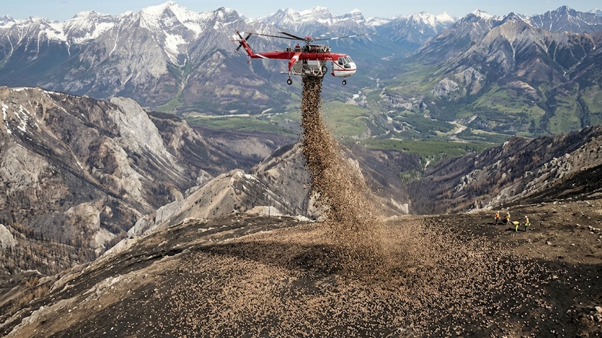Ağaçlandırmayı havadan helikopter yaptı
