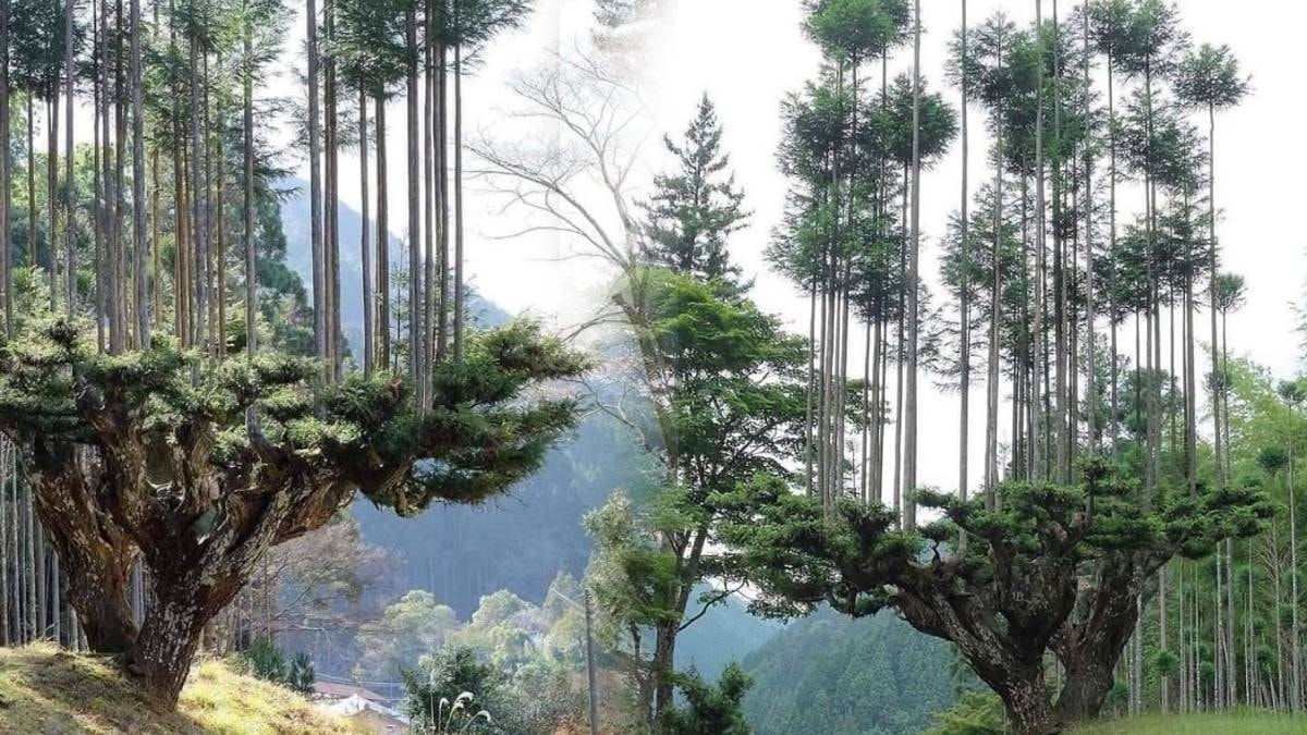 800 yıllık Japon yöntemi: Tek bir ağaç kesmeden pürüzsüz kereste üretiyorlar