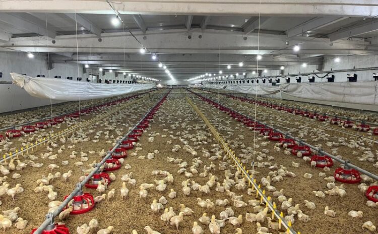 Tavuk eti pahalı mı? Tavukçuları hapse atınca fiyatlar düşer mi?