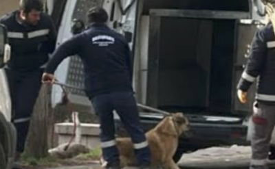 Köpek katliamı devam ediyor…