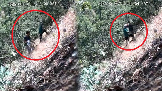CHP ilçe başkanı ve oğlu fotokapana yakalandı: Kenevir tarlasını suluyorlardı