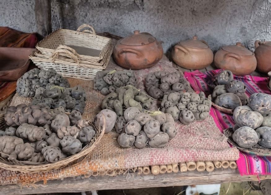 500 yıl önce ambara konmuş, ilk günkü kadar taze patates