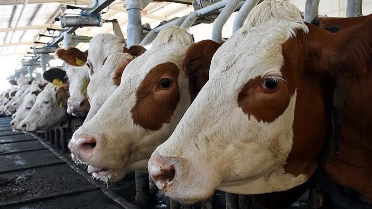 Sinekten korumak için inekleri zebra gibi boyadılar: İşe yaradı