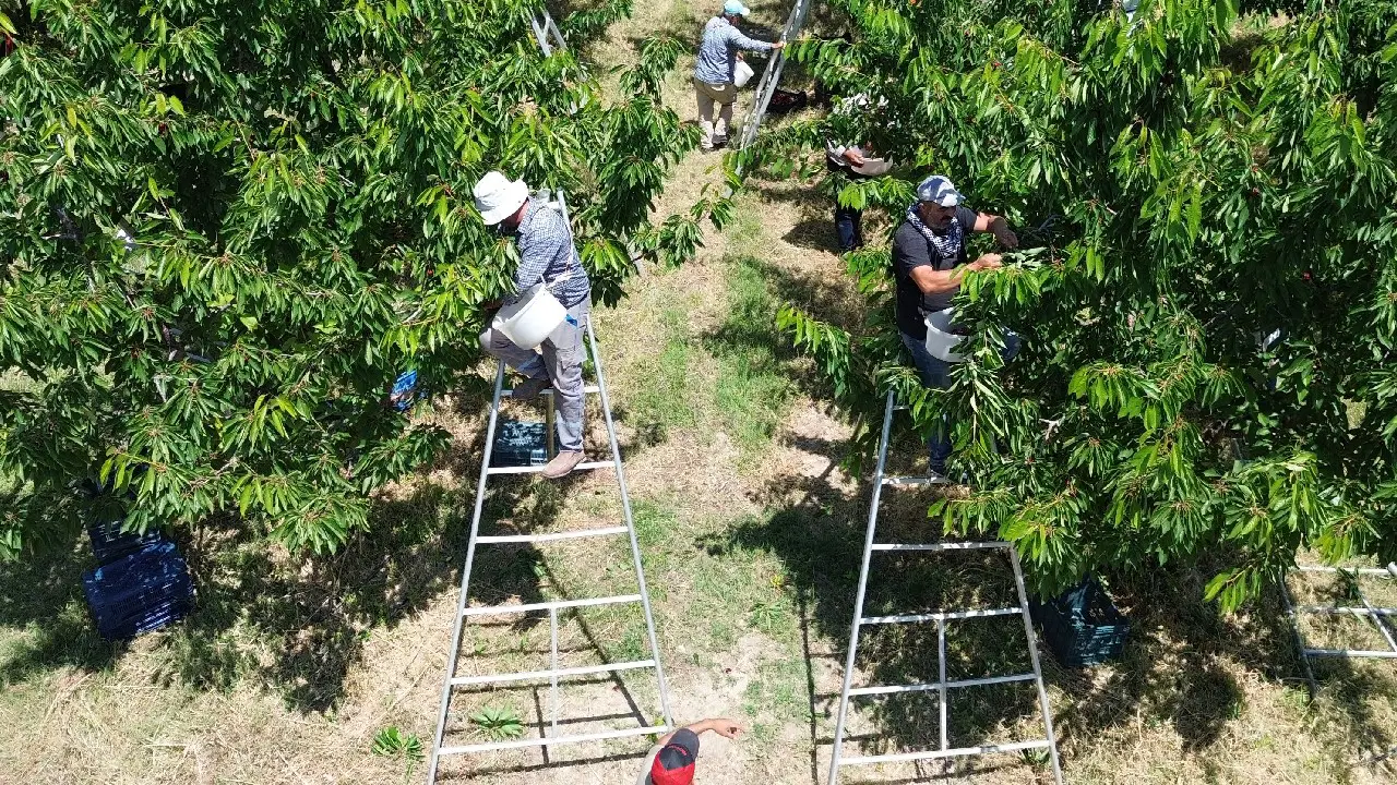 Tarlaları birleştirdiler, geliri katladılar: Rekolte 30, gelir 100 kat arttı