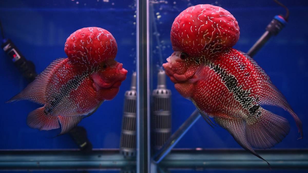 Laboratuvar balıkları yabana kaçtı: Ekolojik denge bozulacak