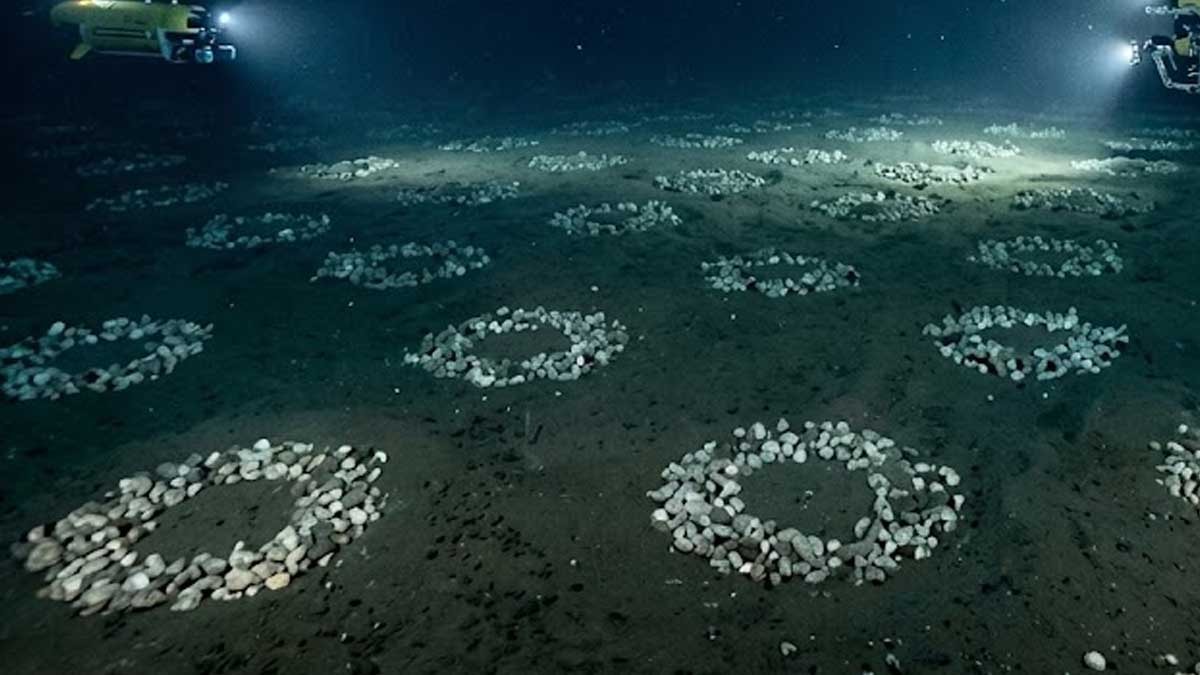 Antarktika’nın altında dev bir ‘balık şehri’ bulundu: Yan yana 60 milyon delik var