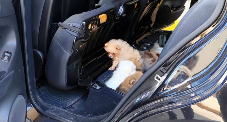 Gümrükte kaçak yavru köpekler bulundu