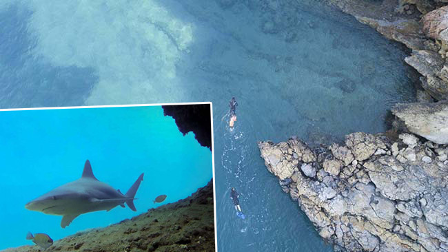 Gökova koyunda köpek balığı nöbeti: Turizme kapatıldı