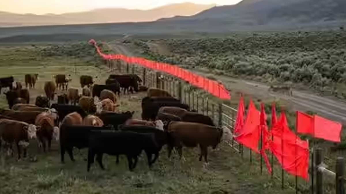 Avcıların kırmızı şerit yöntemi çiftlikler için kurt kalkanı oldu