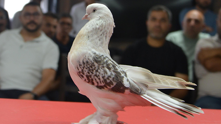 ‘Güvercin’ deyip geçmeyin: Fiyatını duyan şok oluyor
