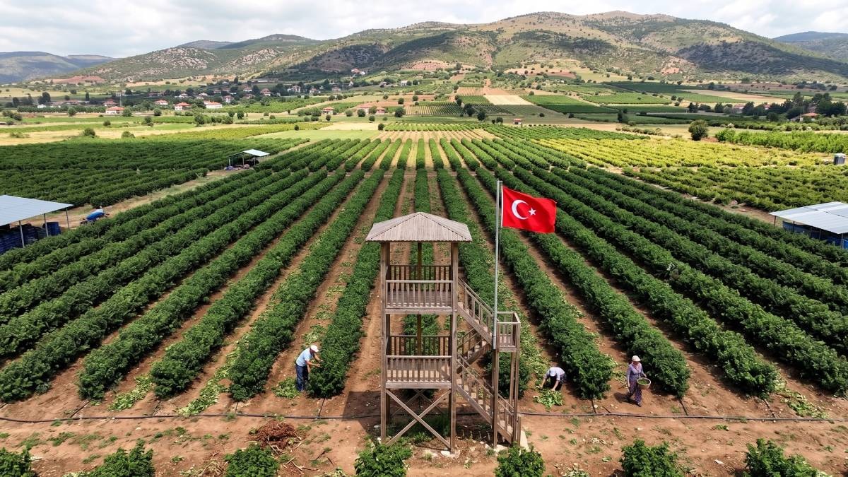 En pahalı hasat başladı: Litresi 666 bin TL’ye satılıyor