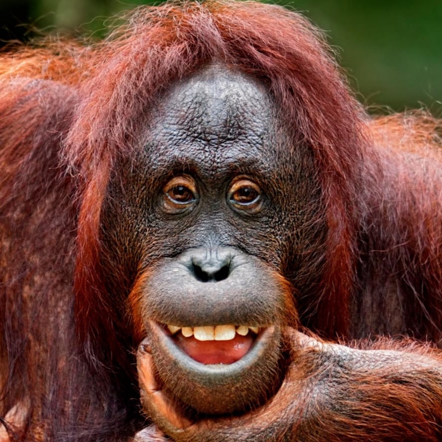 Uluslararası orangutan günü: Ayda 325 liraya sahiplenmek mümkün