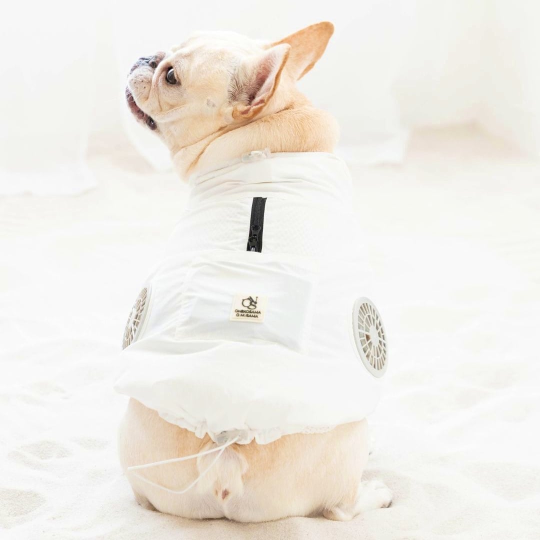 Japon işi: Köpek ve kedilere serinletici yelek