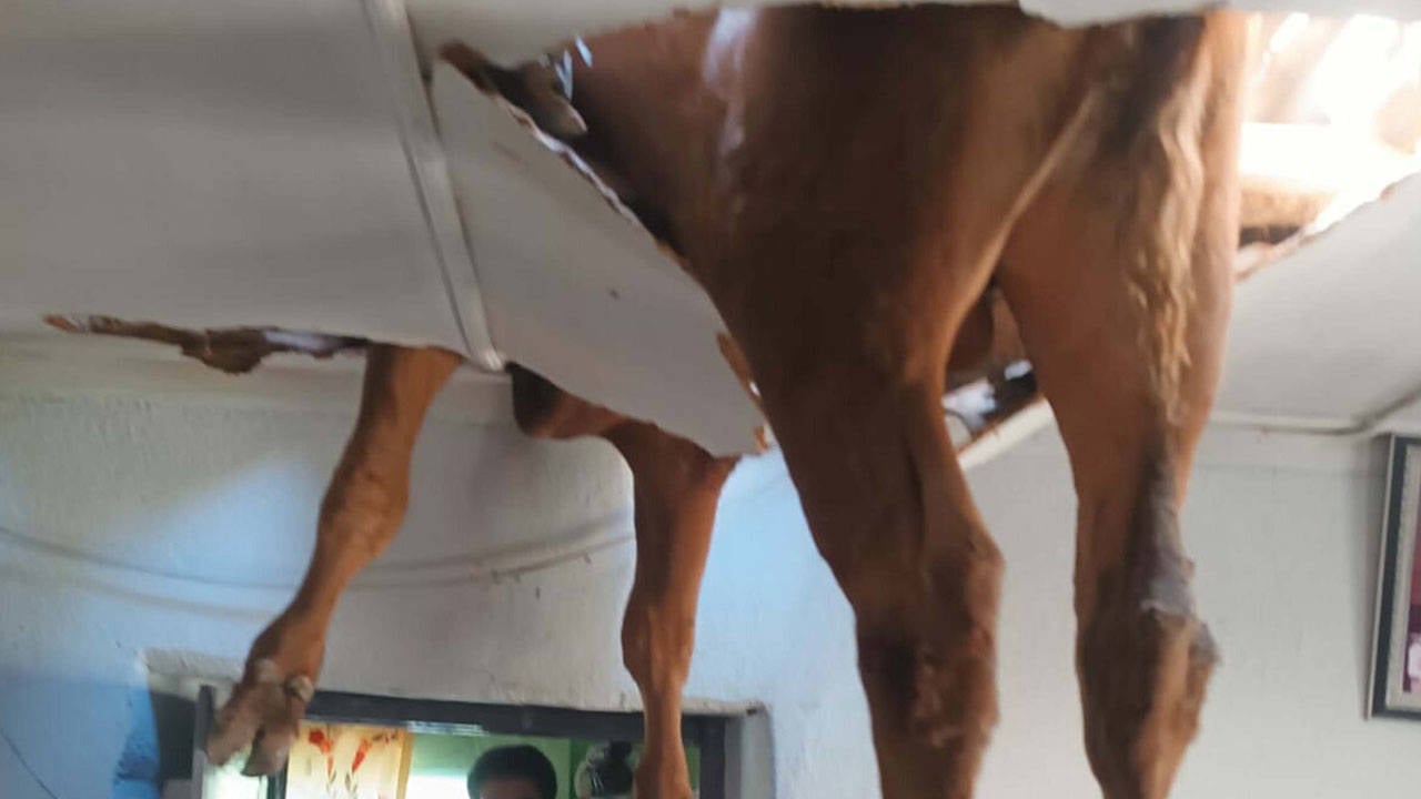 Evin çatısına boğa düştü: Tavanı delip salonda asılı kaldı