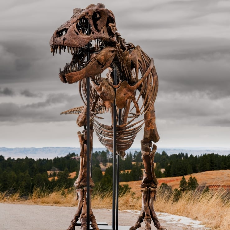 T-rex dinozorlarının insanla ortak özelliği var