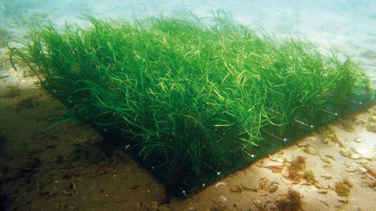 Suyun dibinde plastik otlarla balık yuvası yaptılar