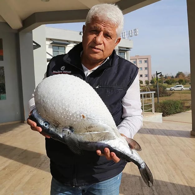 Balon balığı avcılığında destekleme üst limiti 1 milyon adede çıkarıldı