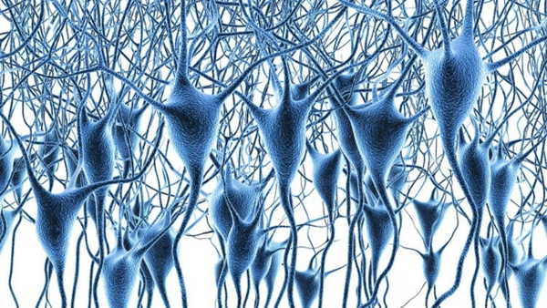 Beynin dev gen haritası çıkarıldı: Alzhemeir ve Parkinson’da 47 gen hasarı ortak