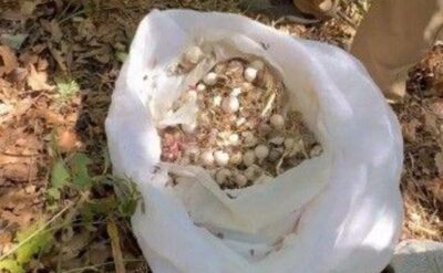 Bu sarımsağı sökene araba parası kadar ceza