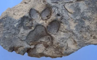 Tavşanlı Höyük kazısı: 4 bin yıllık ‘pati’ izleri bulundu