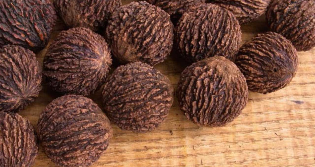 Ne su istiyor ne masraf: Her ağaçtan 50 kilo hasat ediliyor, eken kazanıyor