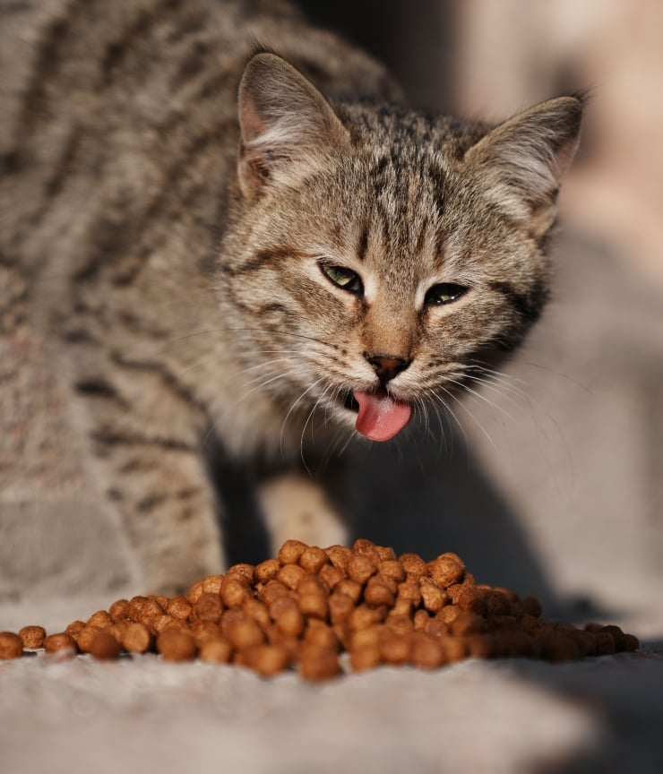 Kedi maması araştırması: Ağır metal, pestisit, plastik…